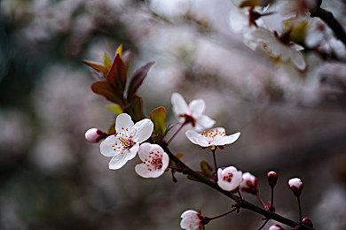 独立拳击游戏《无可争议》一周之内销量达100万份